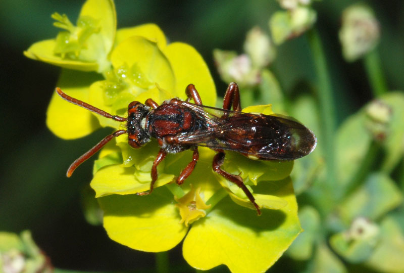 Ape rossa: Nomada sp. (Apidae )